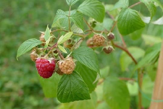 Отглеждането на малини от разсад