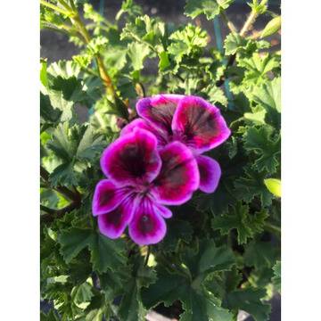 Моловка Pelargonium mini