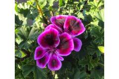 Моловка Pelargonium mini
