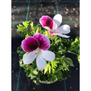 Мини английска моловка цветя з аградината и балкона