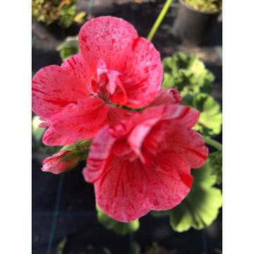 Моловка Pelargonium двуцветно