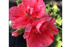 Моловка Pelargonium двуцветно