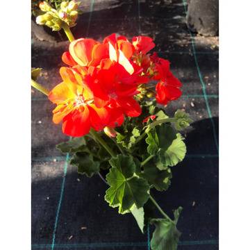 Моловка Pelargonium