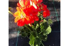 Моловка Pelargonium