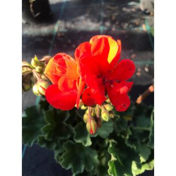 Моловка Pelargonium-нискостеблено