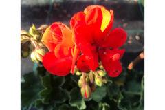 Моловка Pelargonium-нискостеблено
