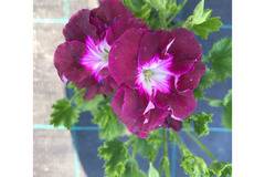 Каралска моловка Pelargonium regale