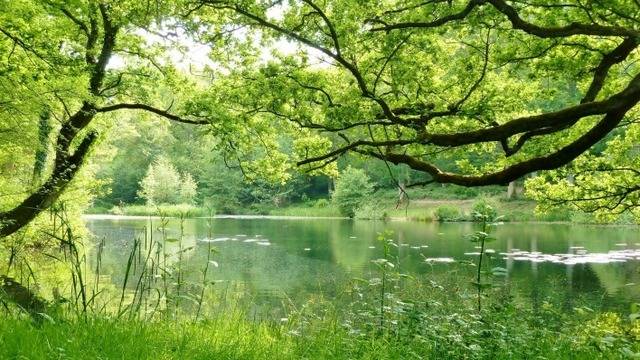 Дневен хороскоп за 20 април 2022г. – Хороскопи за всяка зодия – народна медицина, здраве, астрология, съдби, секс и зодии