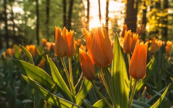 Дневен хороскоп за 21 април 2022г. – Хороскопи за всяка зодия – народна медицина, здраве, астрология, съдби, секс и зодии