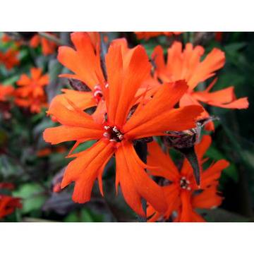 Лихнис Lychnis Vezuvii