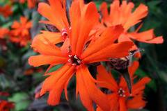 Лихнис Lychnis Vezuvii