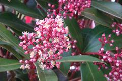 SKIMMIA Скимия