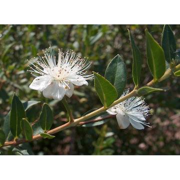 MYRTUS Миртус (мирта)