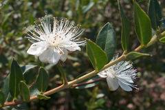 MYRTUS Миртус (мирта)
