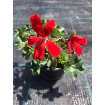 Скакъз алпийски Pelargonium balcona Red