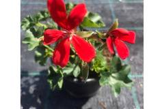 Скакъз алпийски Pelargonium balcona Red