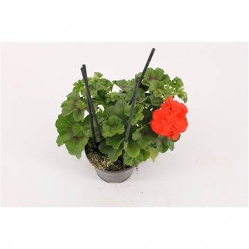 Скакъз Pelargonium Royal fire