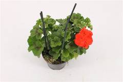 Скакъз Pelargonium Royal fire
