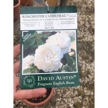 Щамбовидна роза – Цветя и градина – всичко за цветята и градината