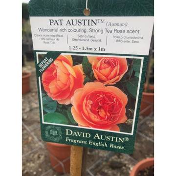 Щамбовидна роза – Цветя и градина – всичко за цветята и градината