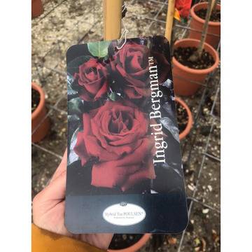 Щамбовидна роза – Цветя и градина – всичко за цветята и градината