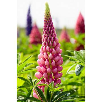 Лупина Lupinus Rose Shades