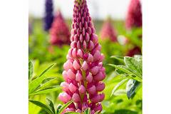 Лупина Lupinus Rose Shades