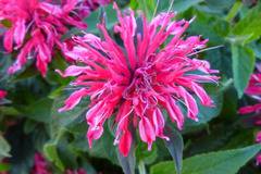 Монарда Monarda