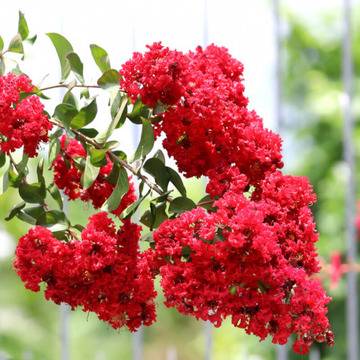 Индийски люляк декоративни ратсения за двора и градината