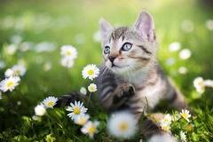 Дневен хороскоп за 24 май 2022г. – Хороскопи за всяка зодия – народна медицина, здраве, астрология, съдби, секс и зодии