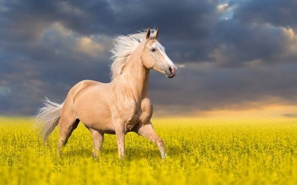 Хороскоп за 27 май 2022г. – Хороскопи за всяка зодия – народна медицина, здраве, астрология, съдби, секс и зодии