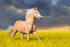 Хороскоп за 27 май 2022г. – Хороскопи за всяка зодия – народна медицина, здраве, астрология, съдби, секс и зодии