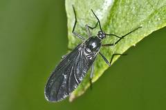 Черни мушици – защо нападат растенията ни и как да се отървем от тях?