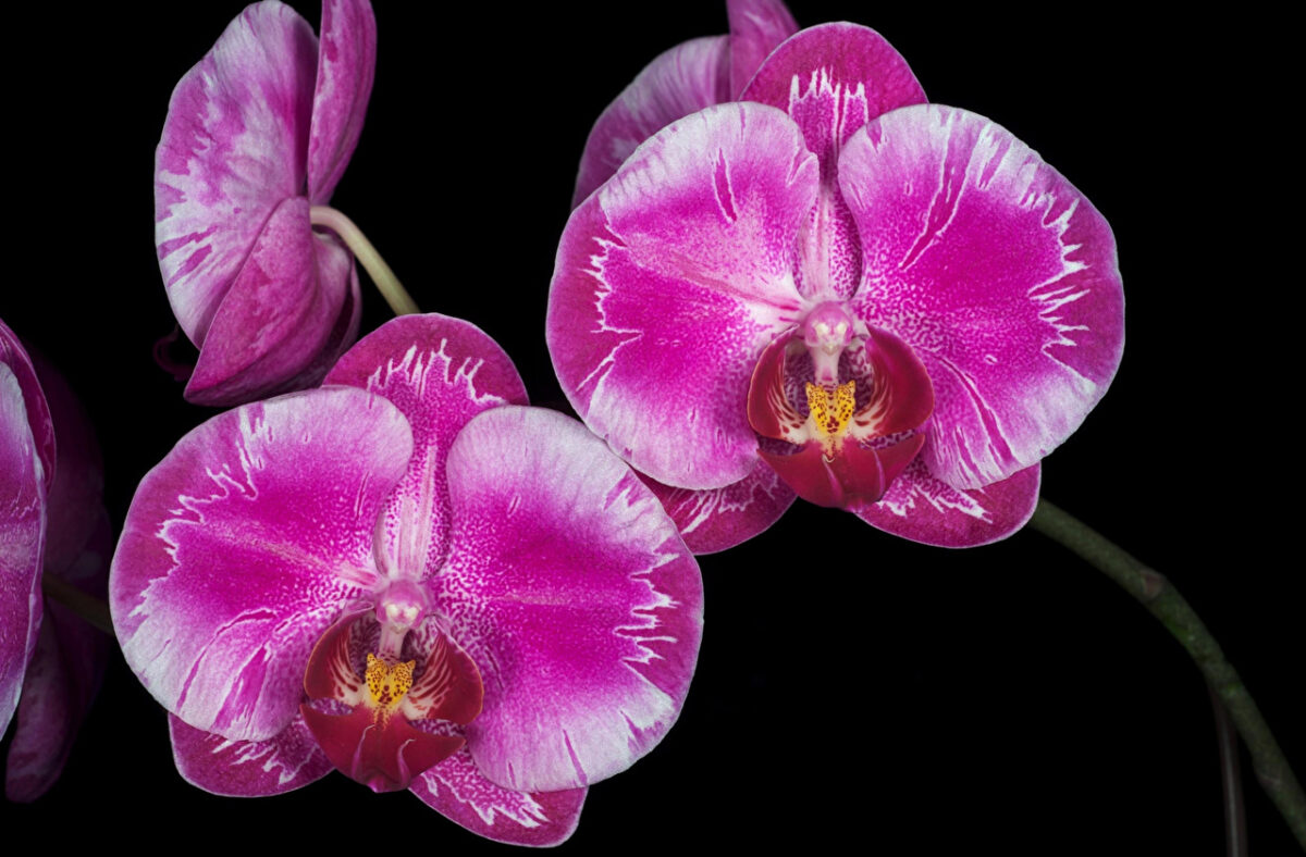 Орхидеята – принцесата на цветята
