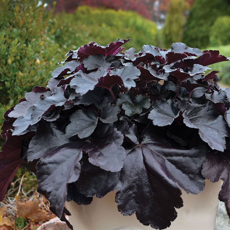 Хойхера Heuchera Northern Exposure Black