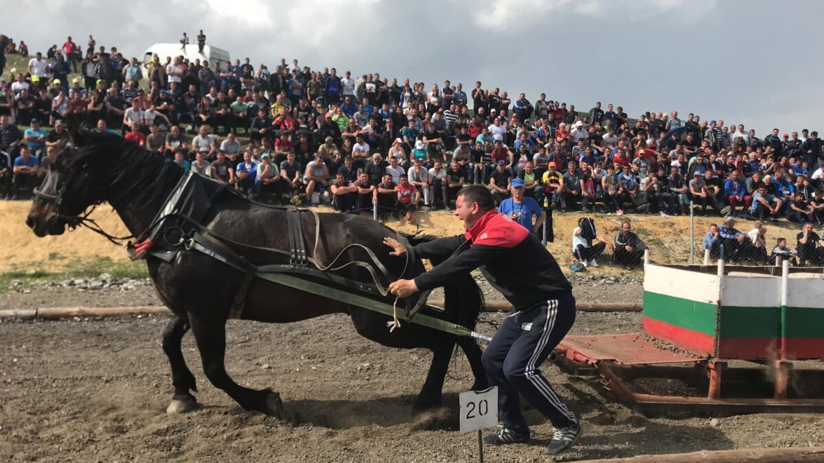 Тежковозните коне на България идват в Разлог. Вижте правилата на шампионата!  Разлогинфо.com