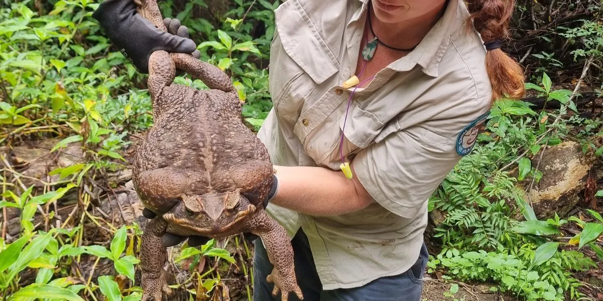 Гигантска жаба е открита в Австралия