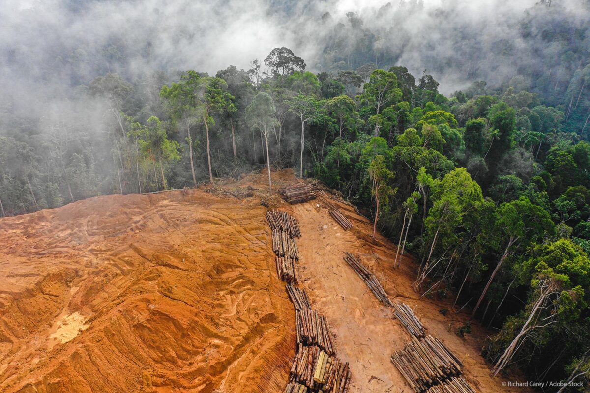 Европейският парламент с нов закон срещу обезлесяването