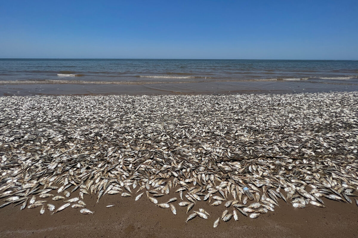 Хиляди мъртви риби изхвърли морето в Тайланд