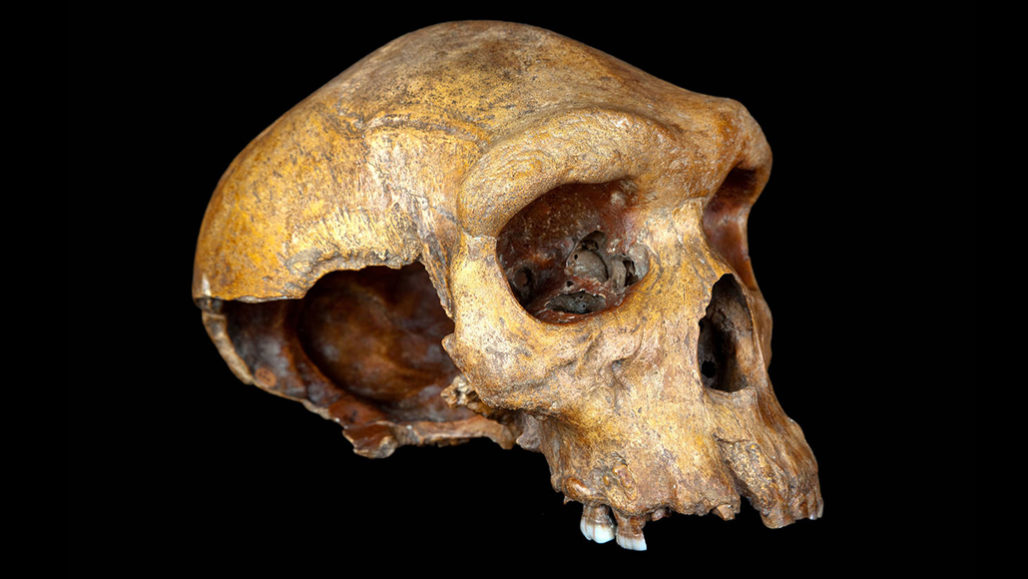 Открит е череп на неизвестен досега човек