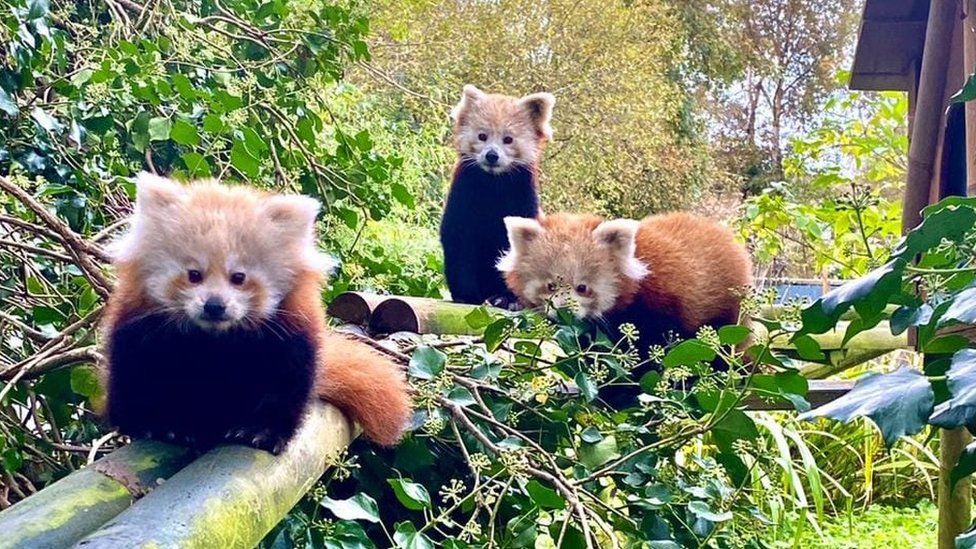 Новородени бебета панди дават надежда за оцеляването на вида