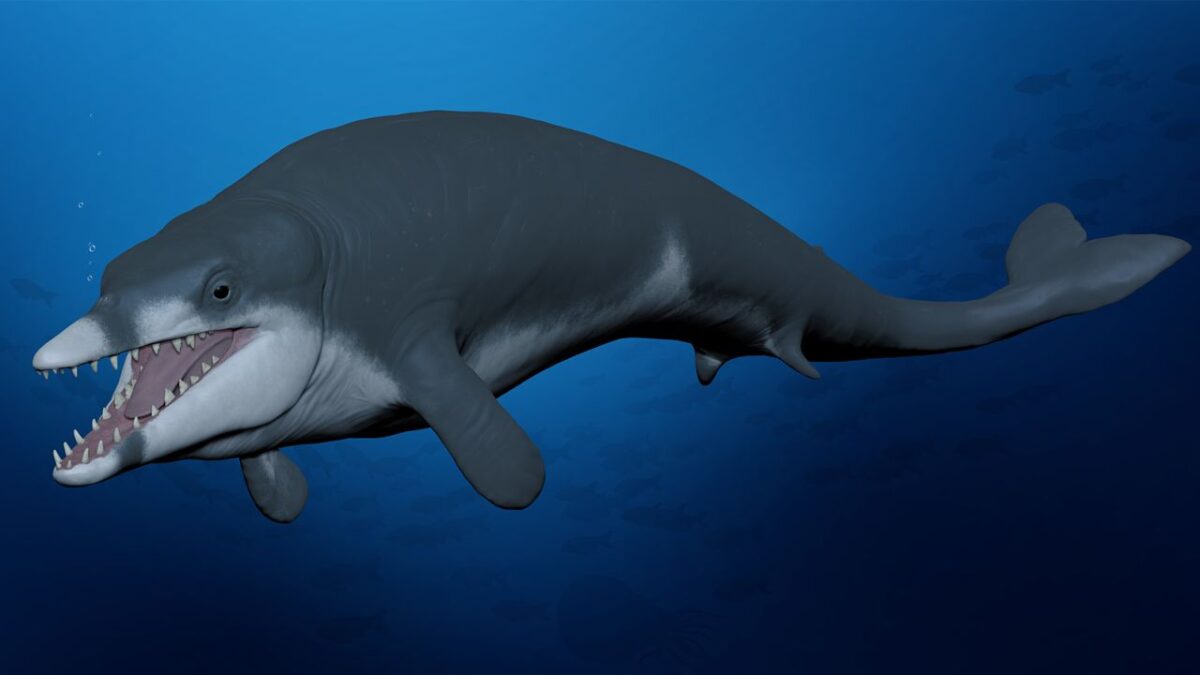 Нови открития променят виждането ни за еволюцията на китовете
