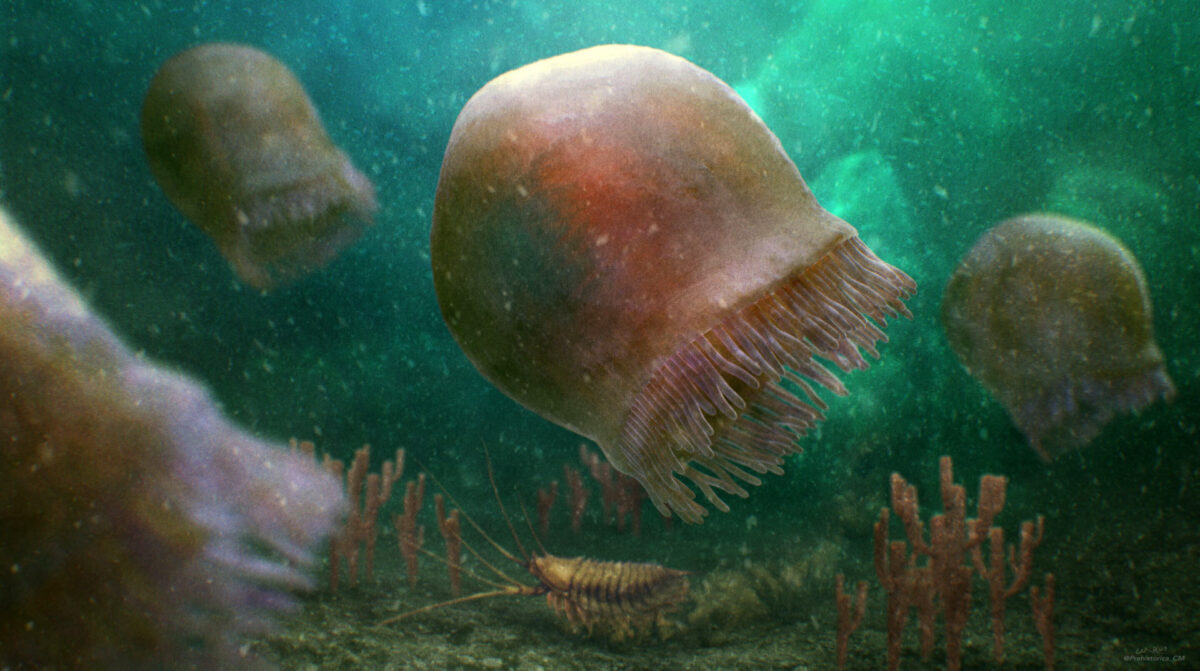 Открита е най-древната медуза