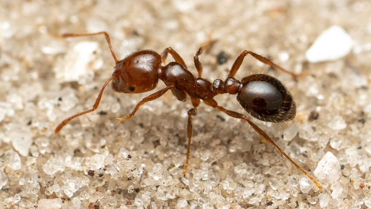 Огнени мравки: инвазивният вид вече е в Европа