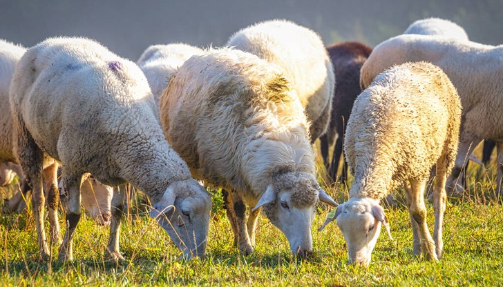 Овце изядоха около 100 кг канабис в Централна Гърция