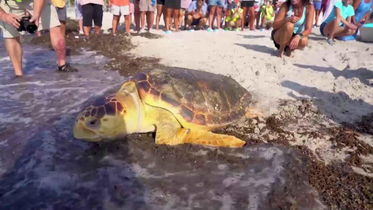 Морска костенурка от застрашен вид беше пусната на свобода след няколко месечно лечение