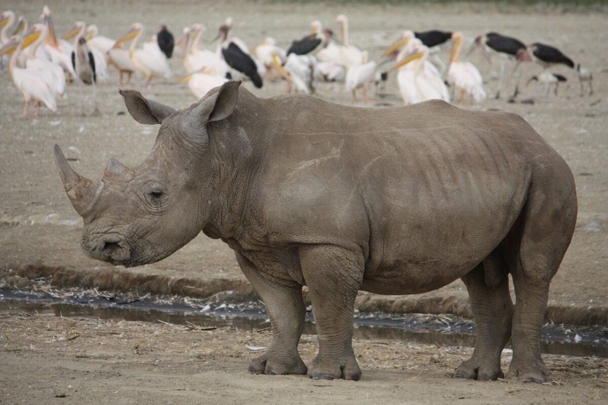 Расте броят на носорозите в Африка