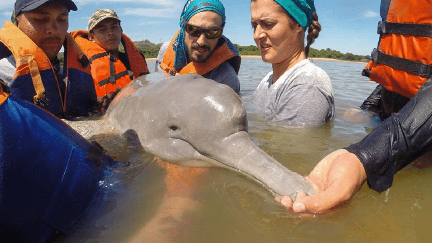 Над 100 Амазонски делфини са намерени мъртви