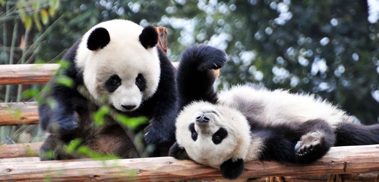 Първите немски панди заминаха за Китай