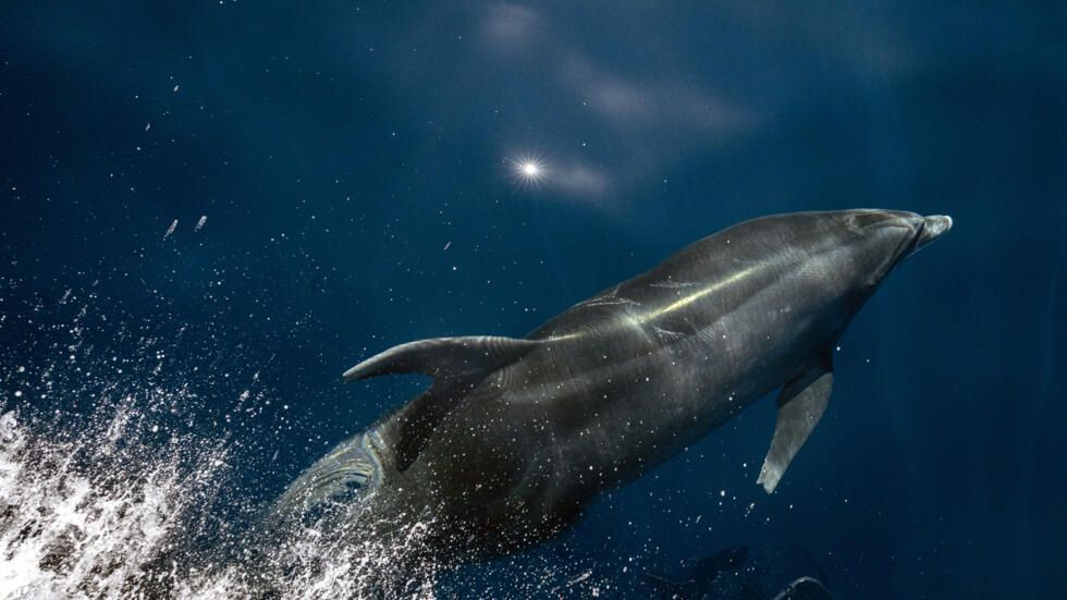 Франция забрани риболова в Бискайския залив заради делфините